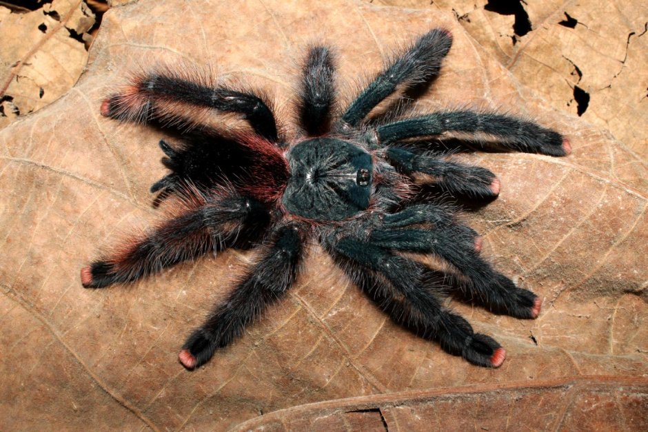 Паук птицеед Avicularia versicolor