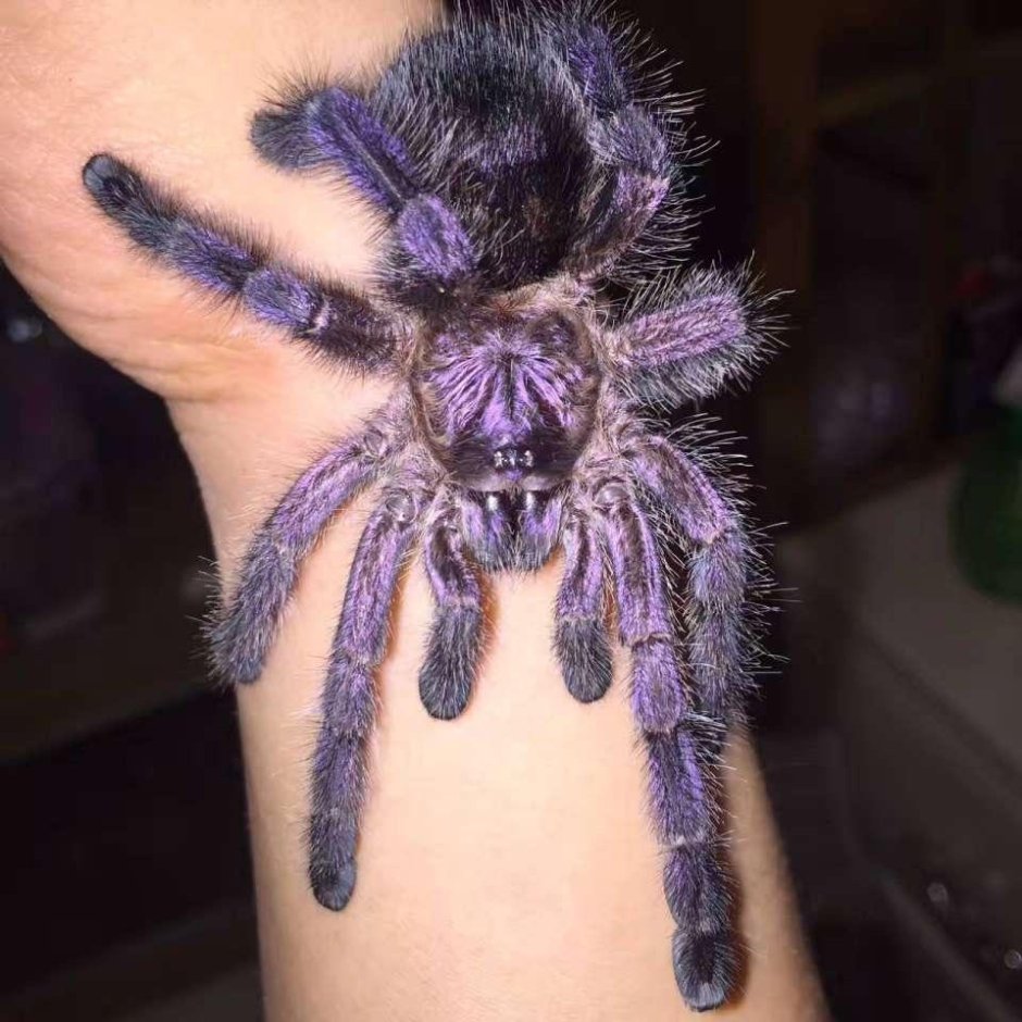 Паук птицеед Avicularia versicolor