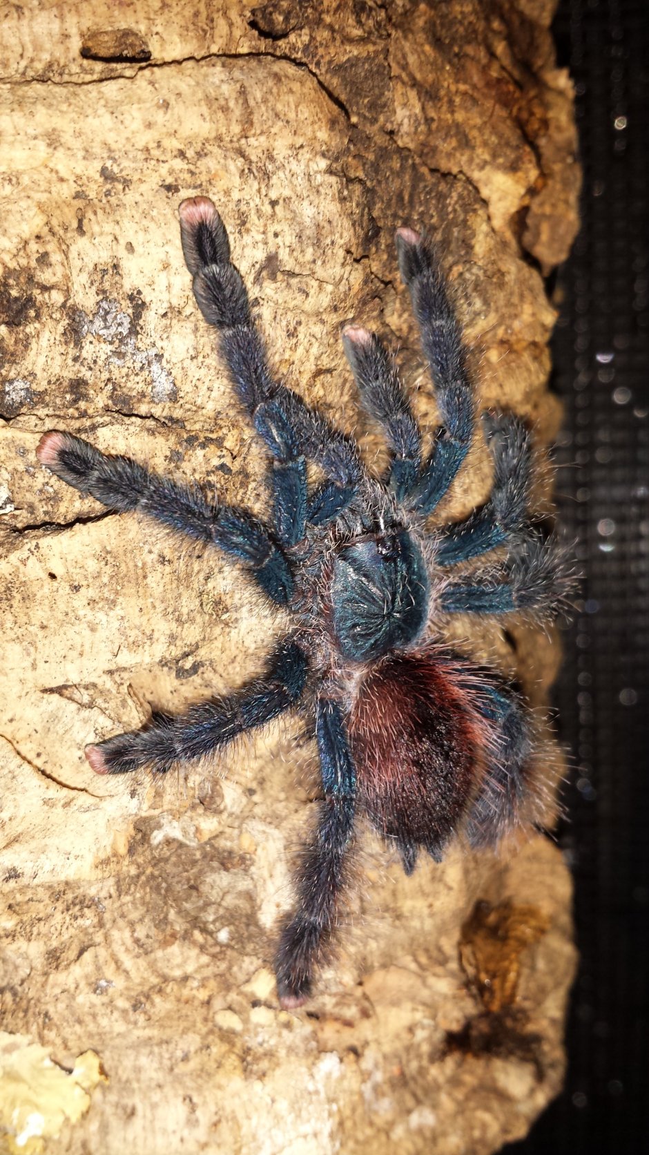 Птицеед Avicularia purpurea