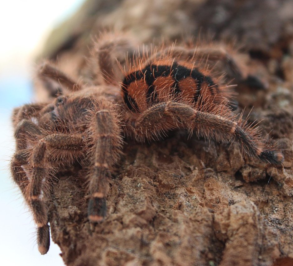 Avicularia Huriana