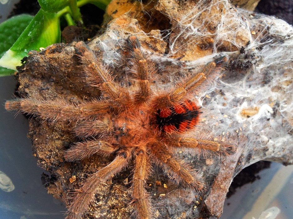Avicularia Full HD