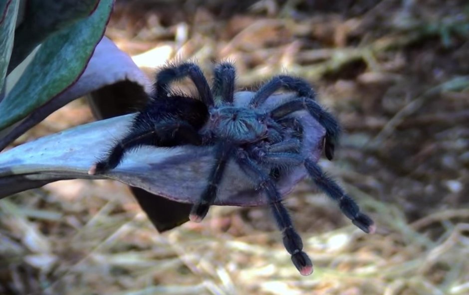 Avicularia bicegoi