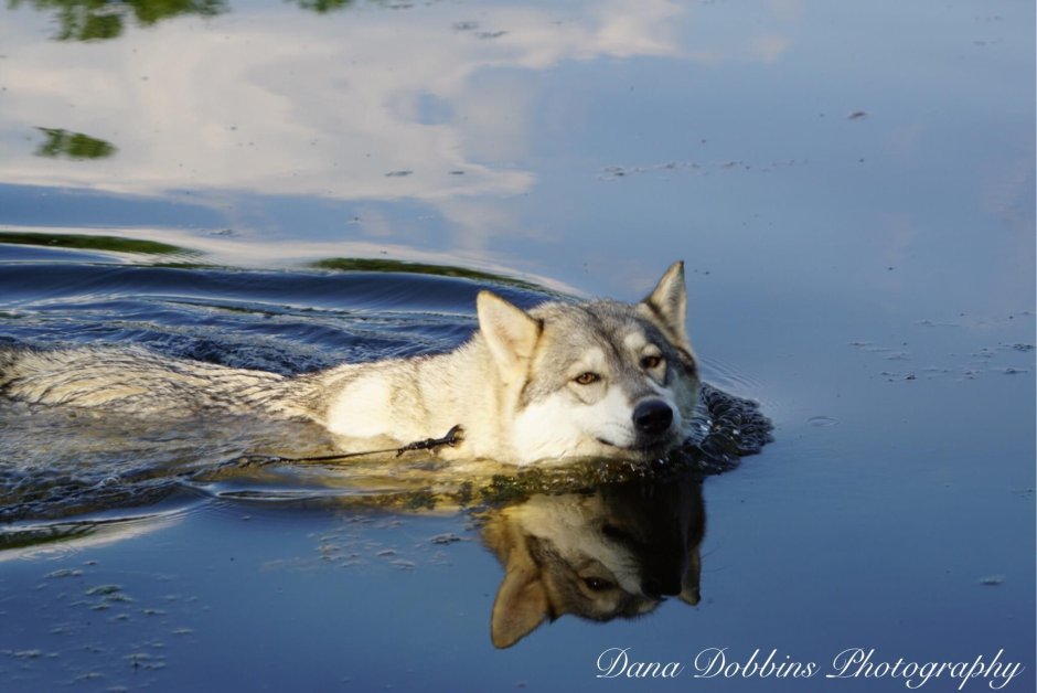 Отражение животных в воде