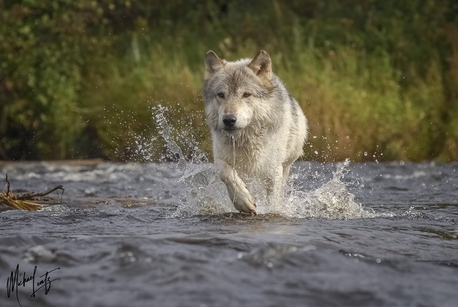Волки около воды