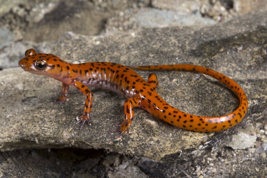 Тритон Карелина (Triturus karelinii)