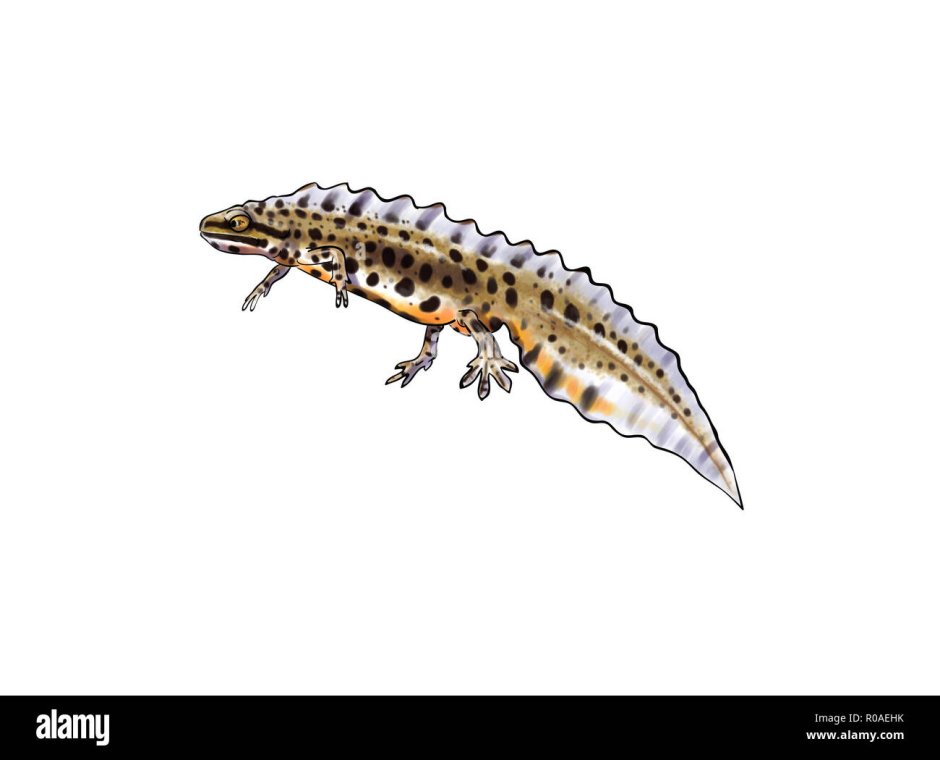 Тритон обыкновенный Lissotriton vulgaris на белом фоне