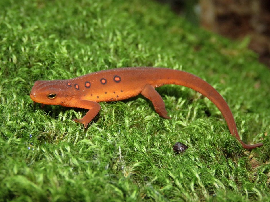 Ящерица Lacerta Agilis