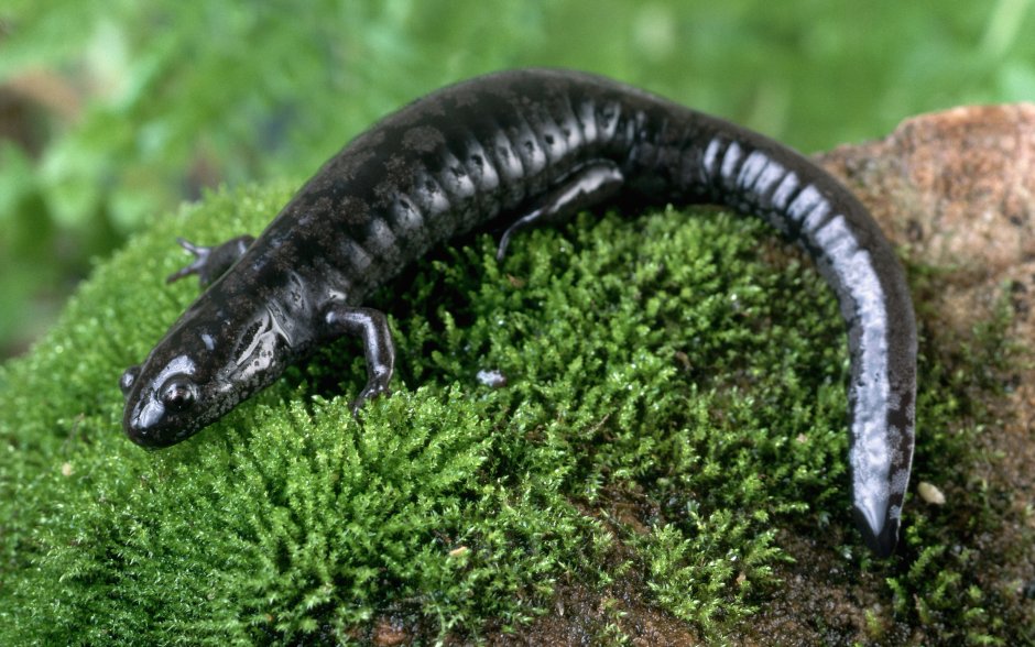 Обыкновенный Тритон Lissotriton vulgaris l