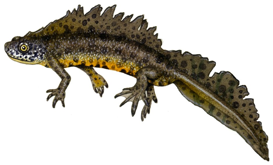 Обыкновенный Тритон Lissotriton vulgaris