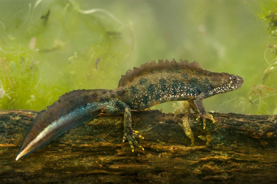 Triturus cristatus гребенчатый Тритон