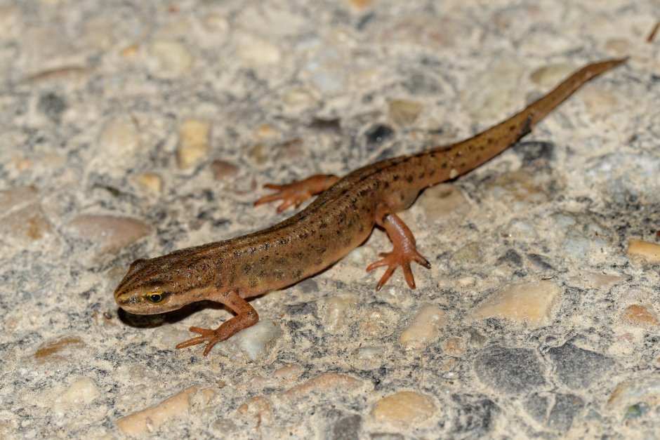 Обыкновенный Тритон Lissotriton vulgaris