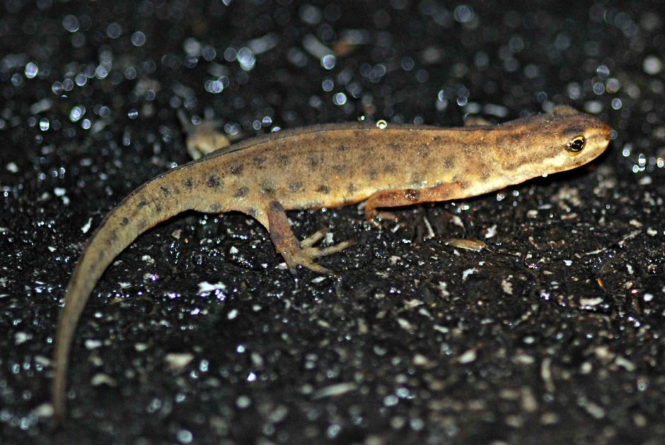 Обыкновенный Тритон (Triturus vulgaris)