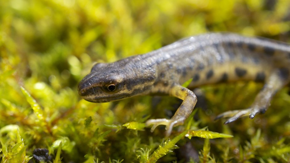 Обыкновенный Тритон (Triturus vulgaris)