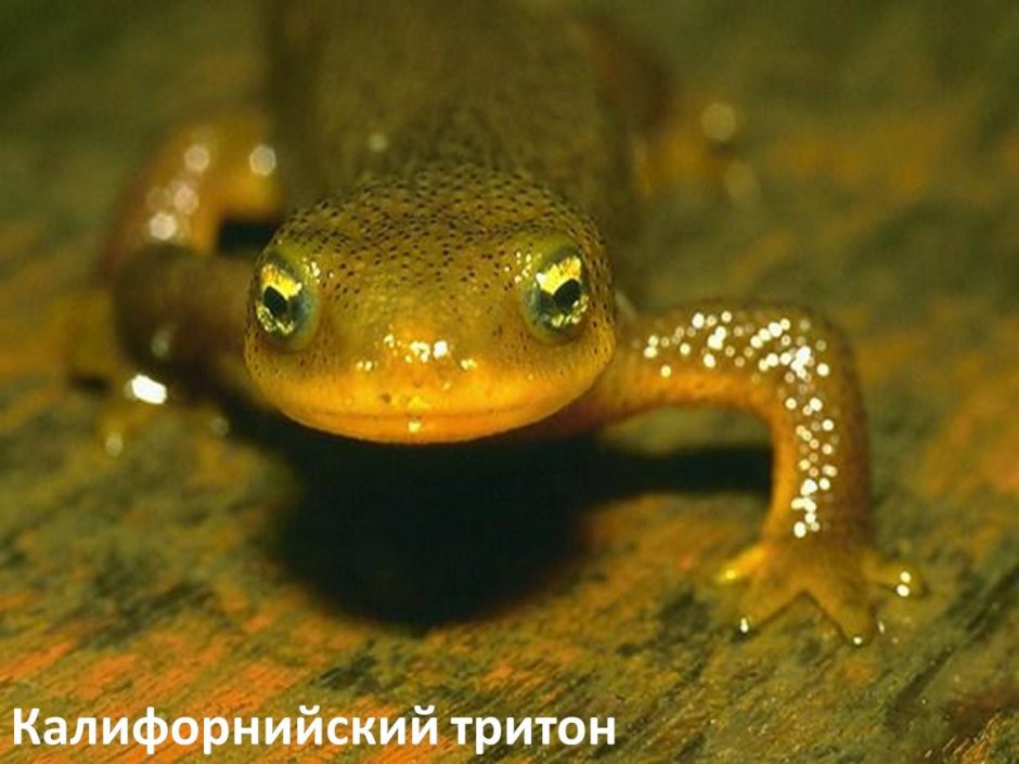 Кавказский обыкновенный Тритон