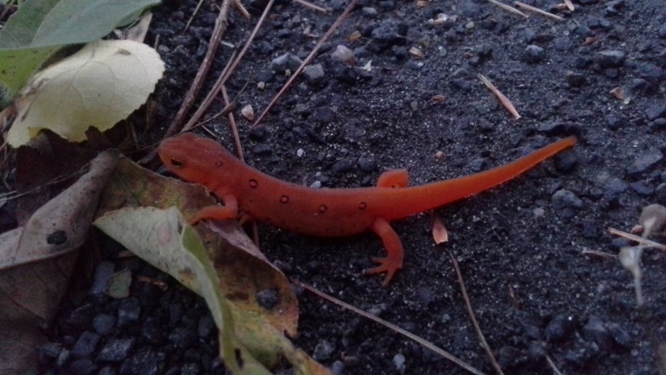 Тритон (Lissotriton vulgaris)