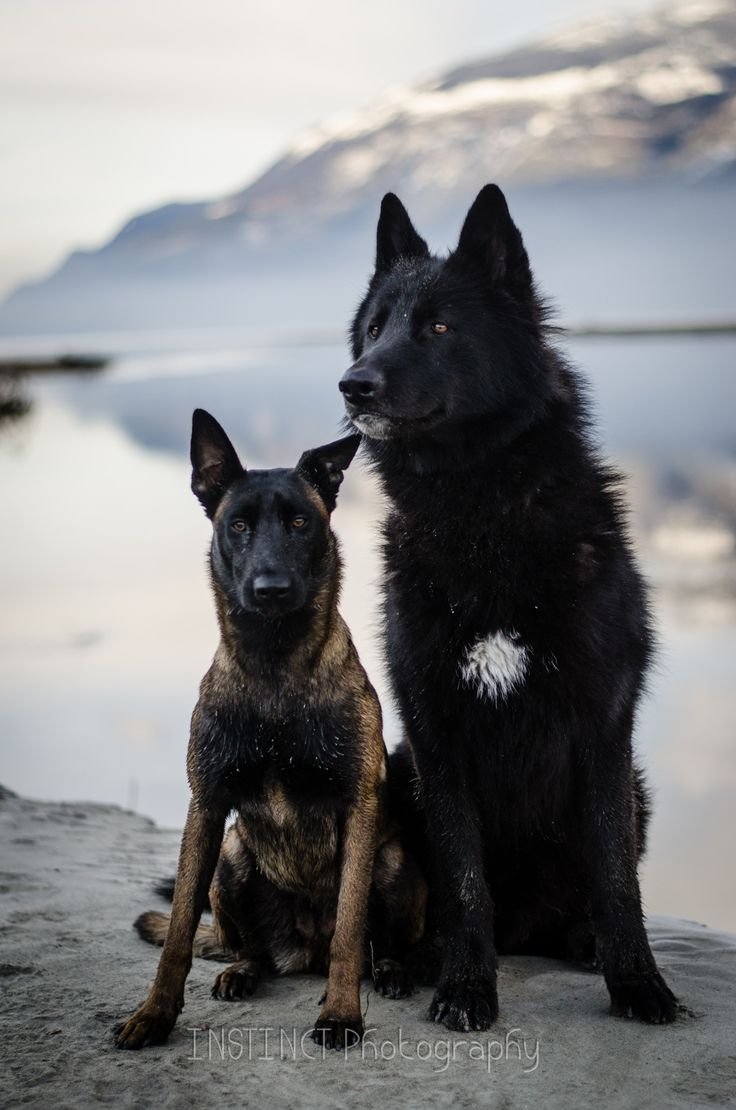 Вольфхунд и овчарка