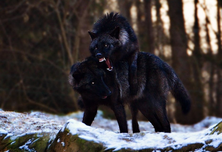 Волкособ вольфхунд