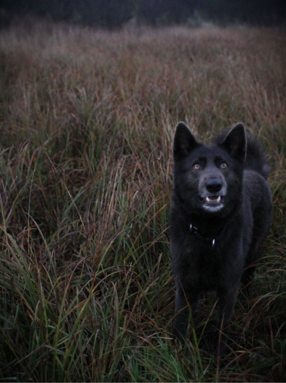 Волкособ вольфхунд