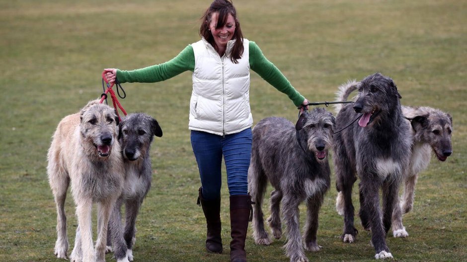 Ирландский волкодав