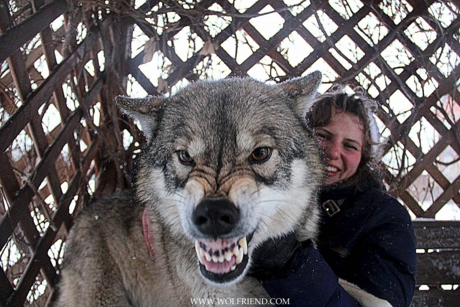 Волкособ крупный