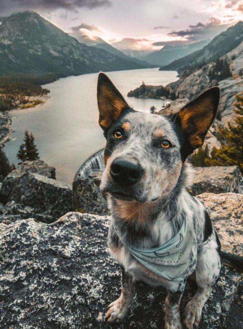 Собака Пинтерест