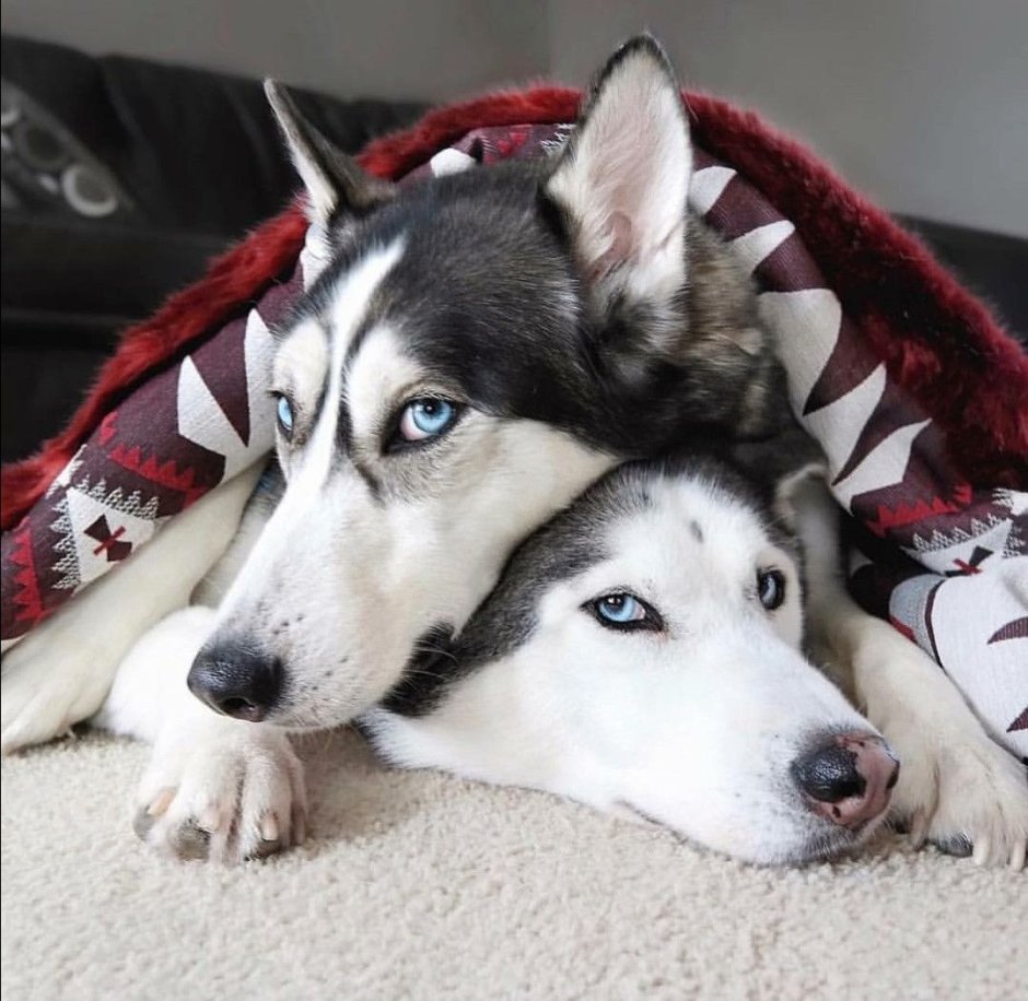 Американский хаски