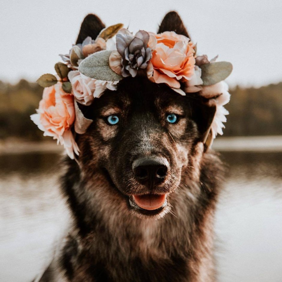 Собака с венком на голове