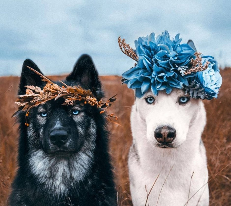 Собака в венке