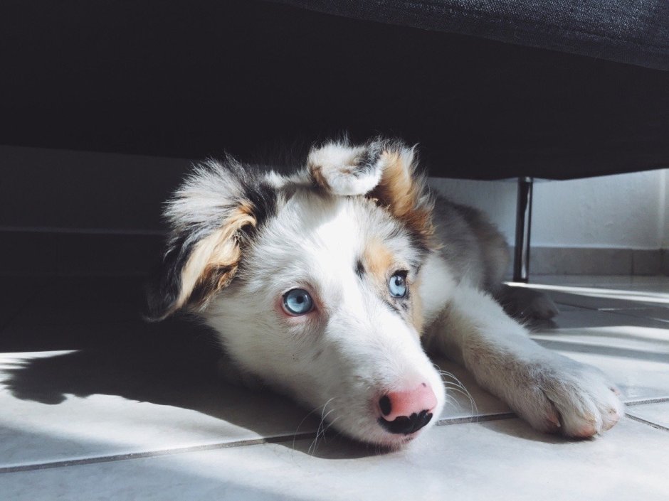 Бордер колли Эстетика