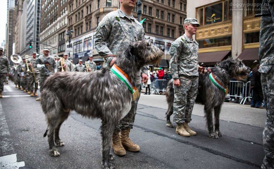 Ирландский вольфхаунд