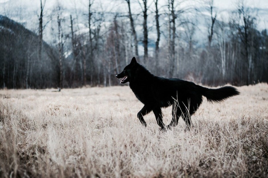 Черная овчарка Сириус Блэк