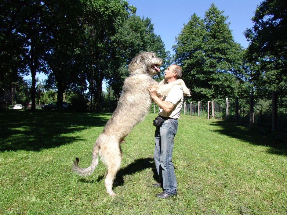 Шотландская борзая Дирхаунд