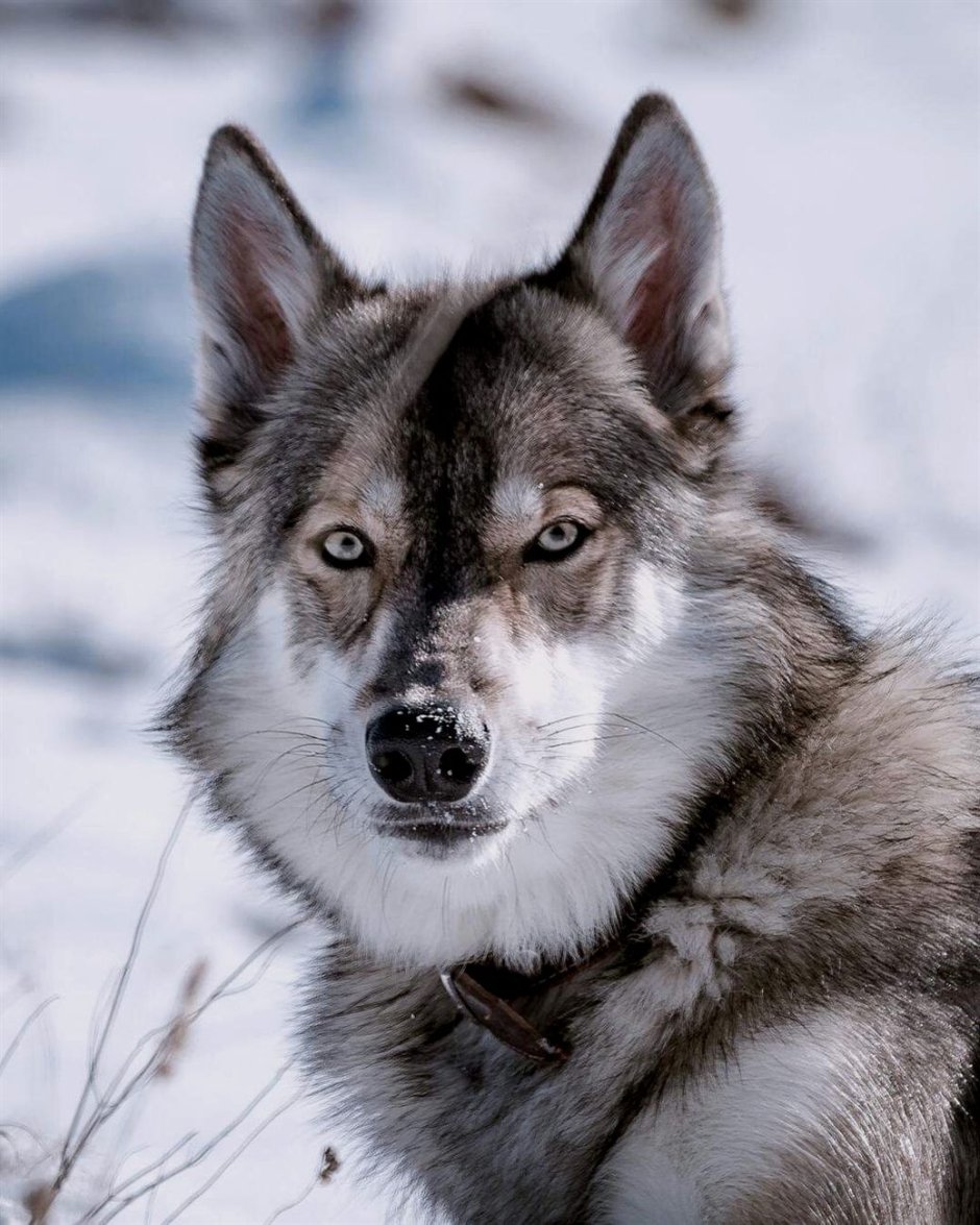 Волкособ вольфхунд