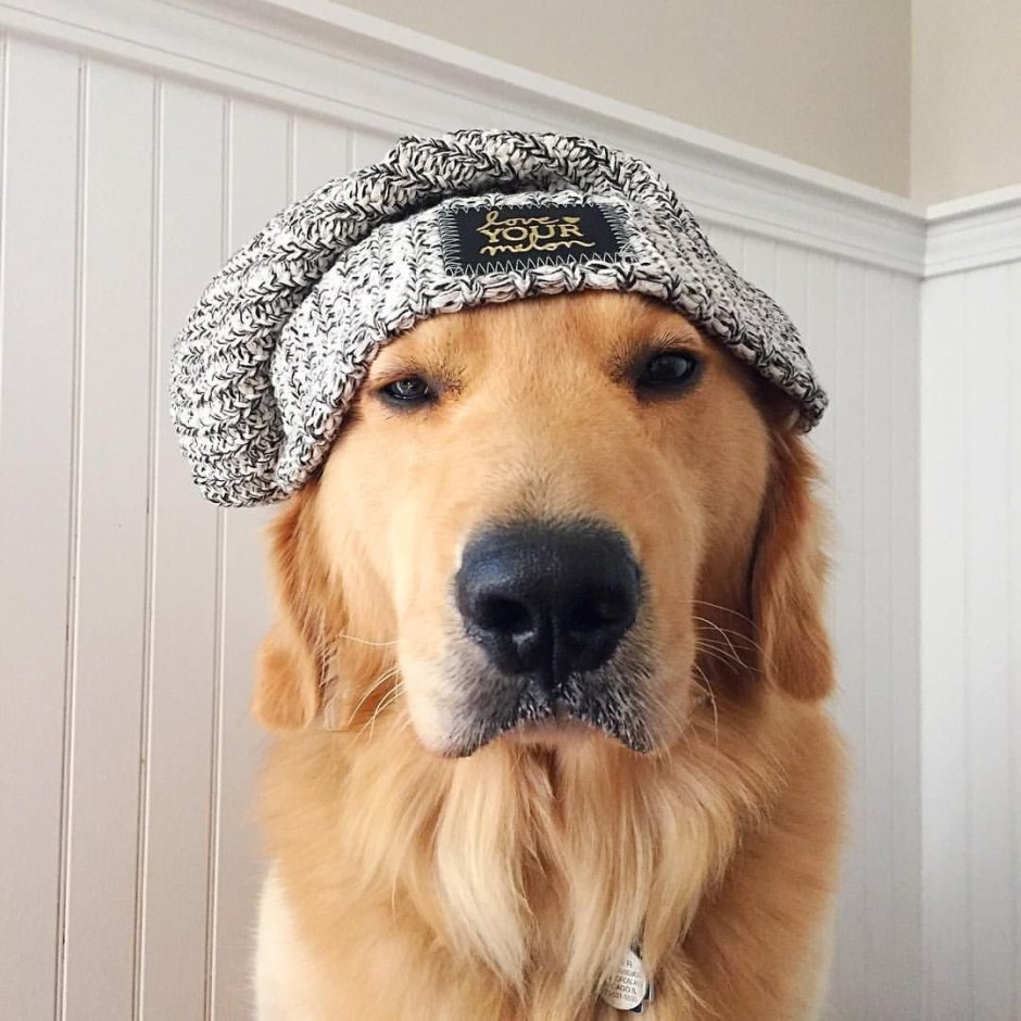 Jenna Barton Art волки