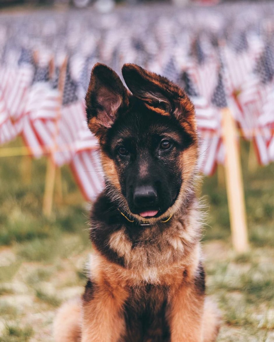 Волкособ гибрид волка