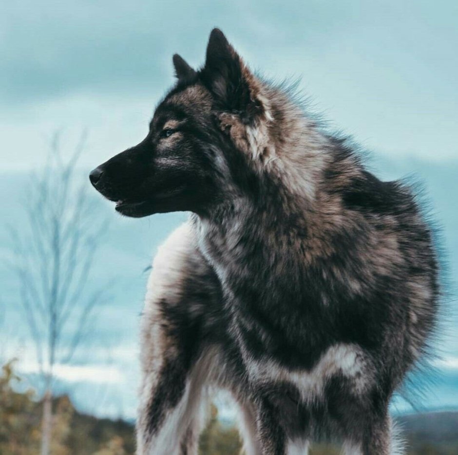 Агути Волчий пес