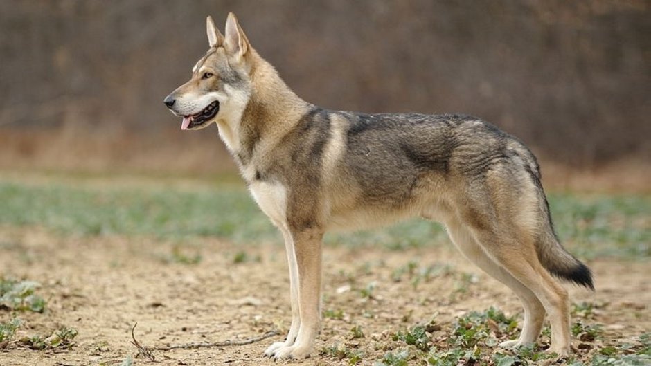 Ирландский волкодав