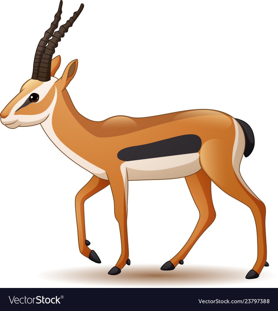 Вилорог (Antilocapra Americana),