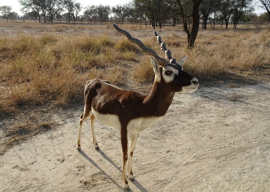 Dorcatragus megalotis