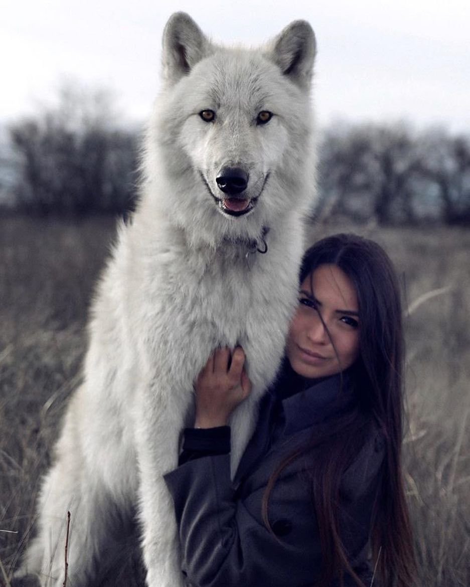 Волкособ белый