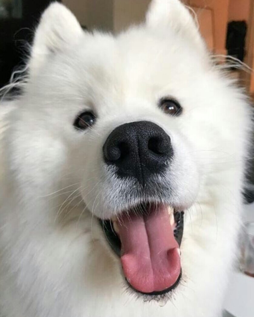 Тибетский мастиф страшный