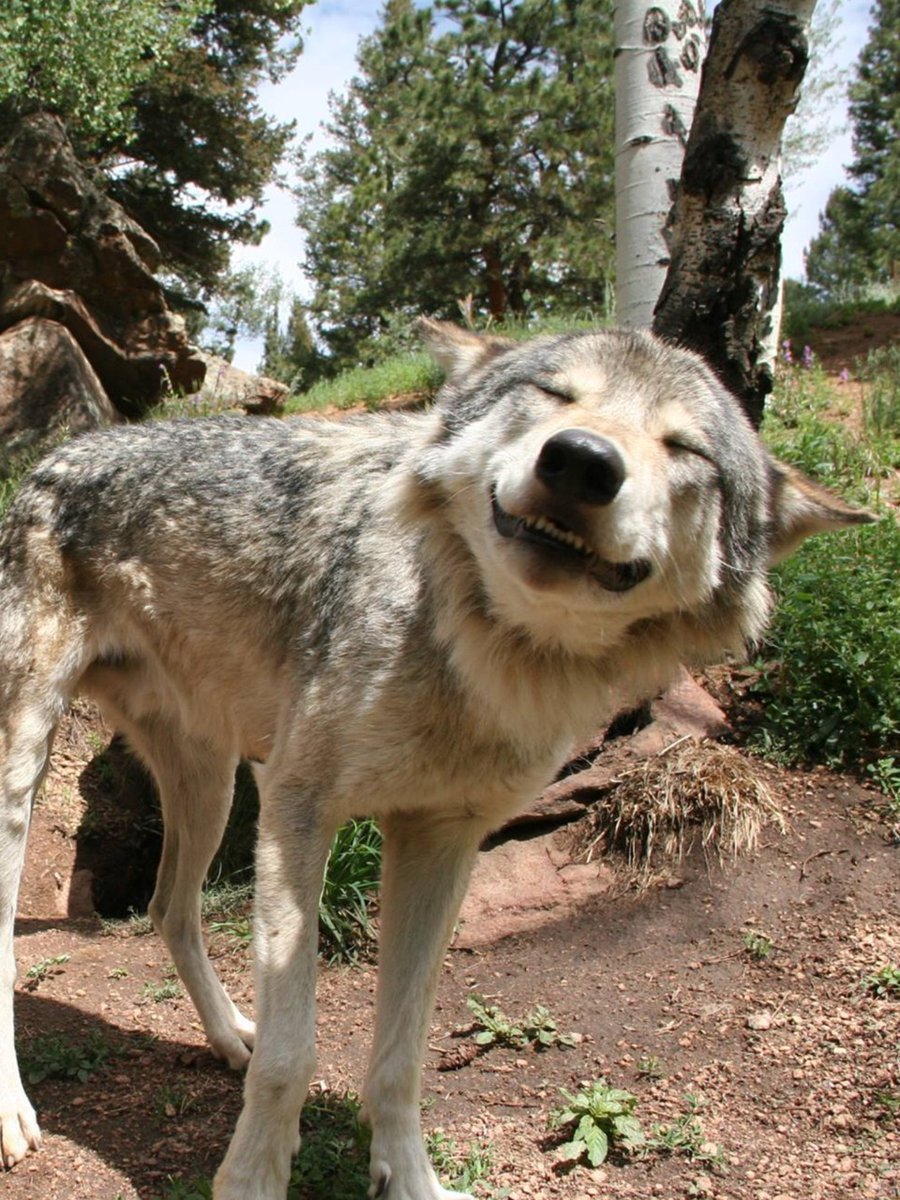 Орк Гулдан фильм