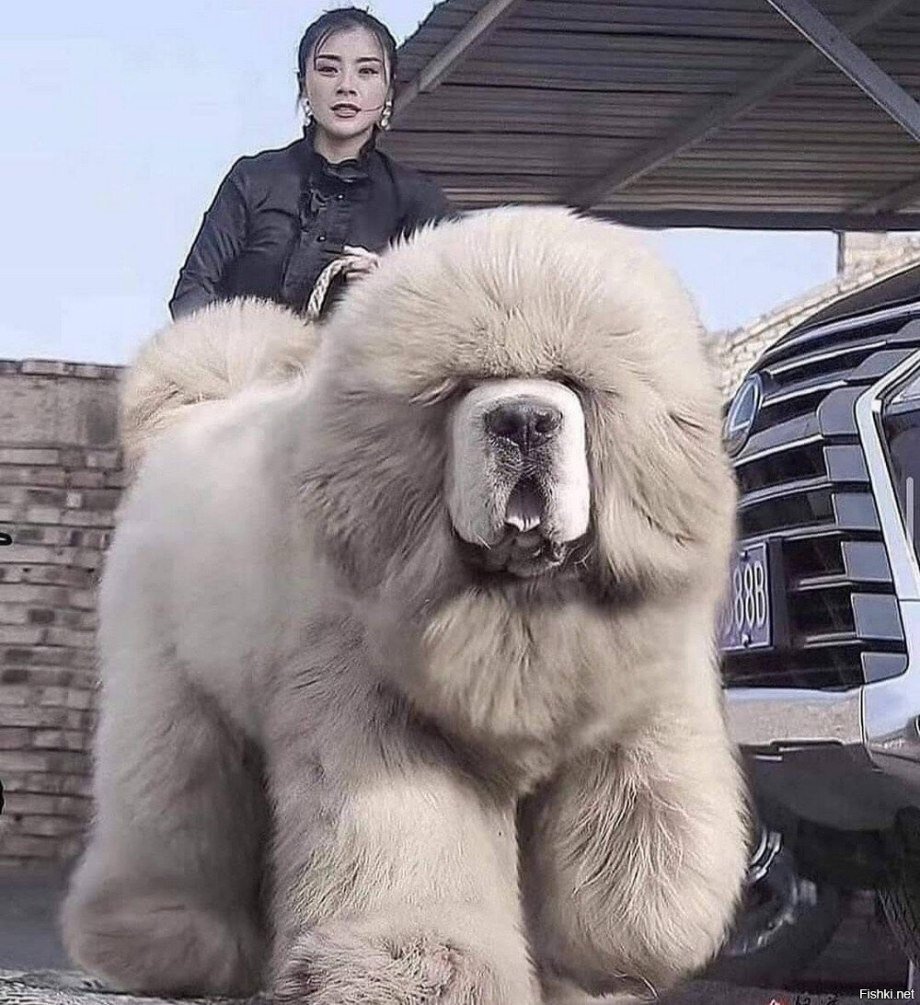 Гулдан и Чернорук диалог