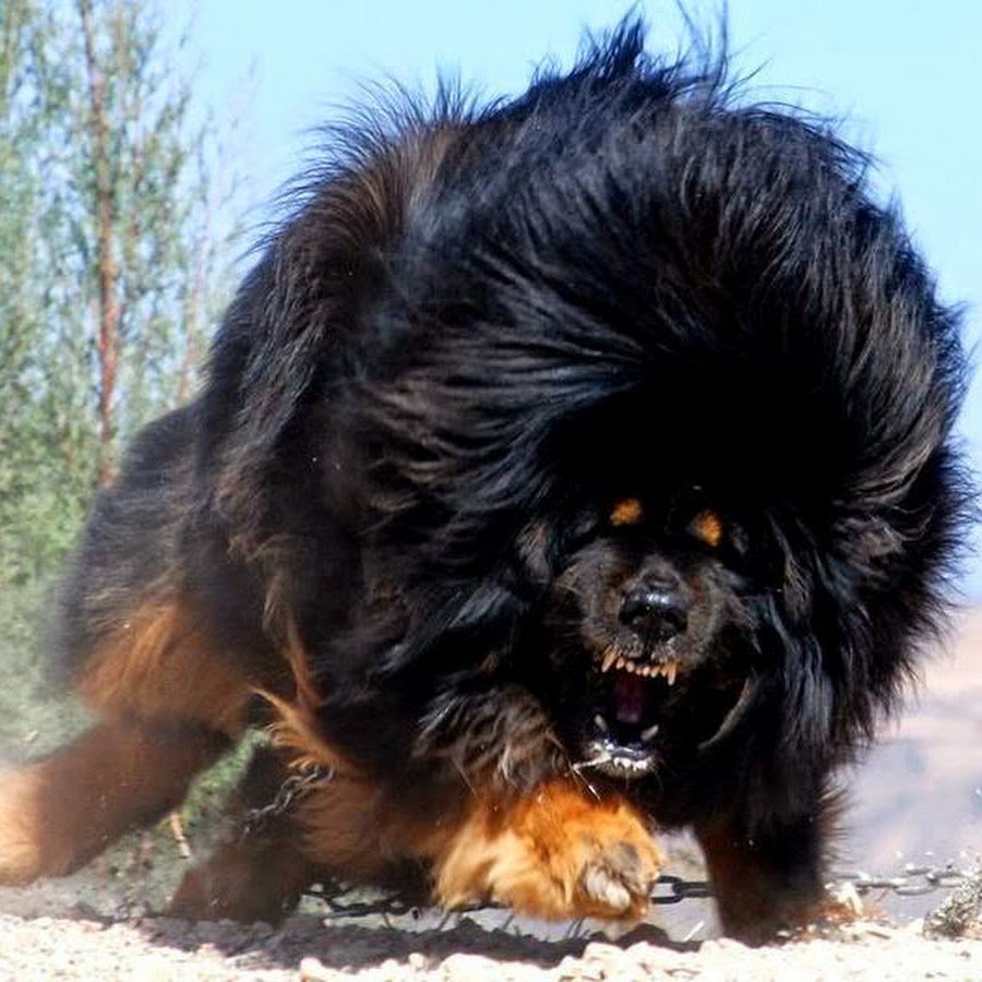 Гульдан варкрафт косплей