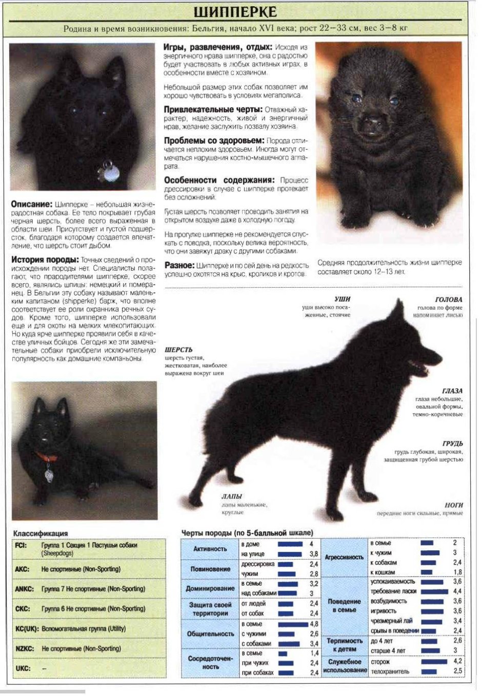 Порода собак шипперке описание