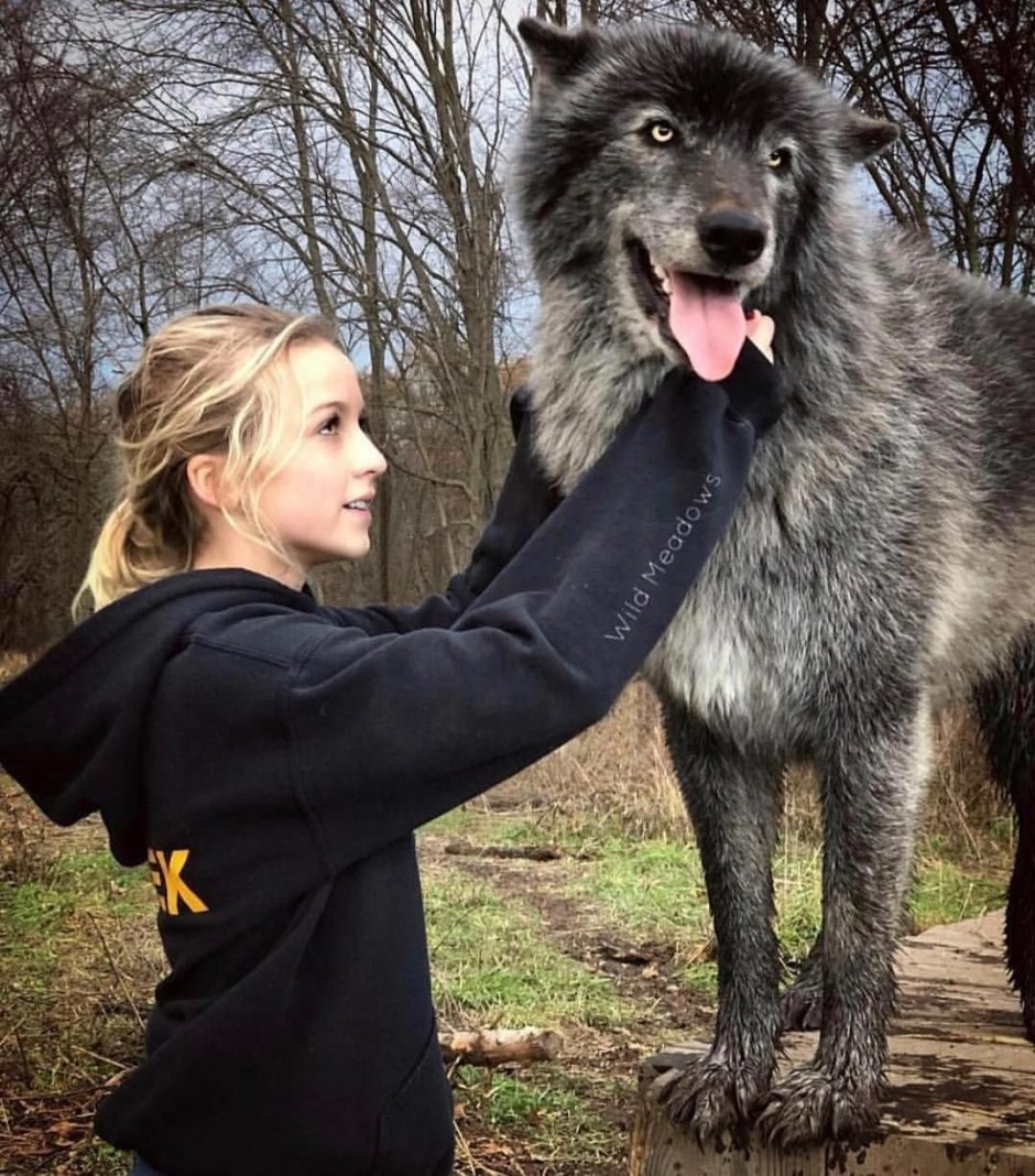 Помесь волка и собаки