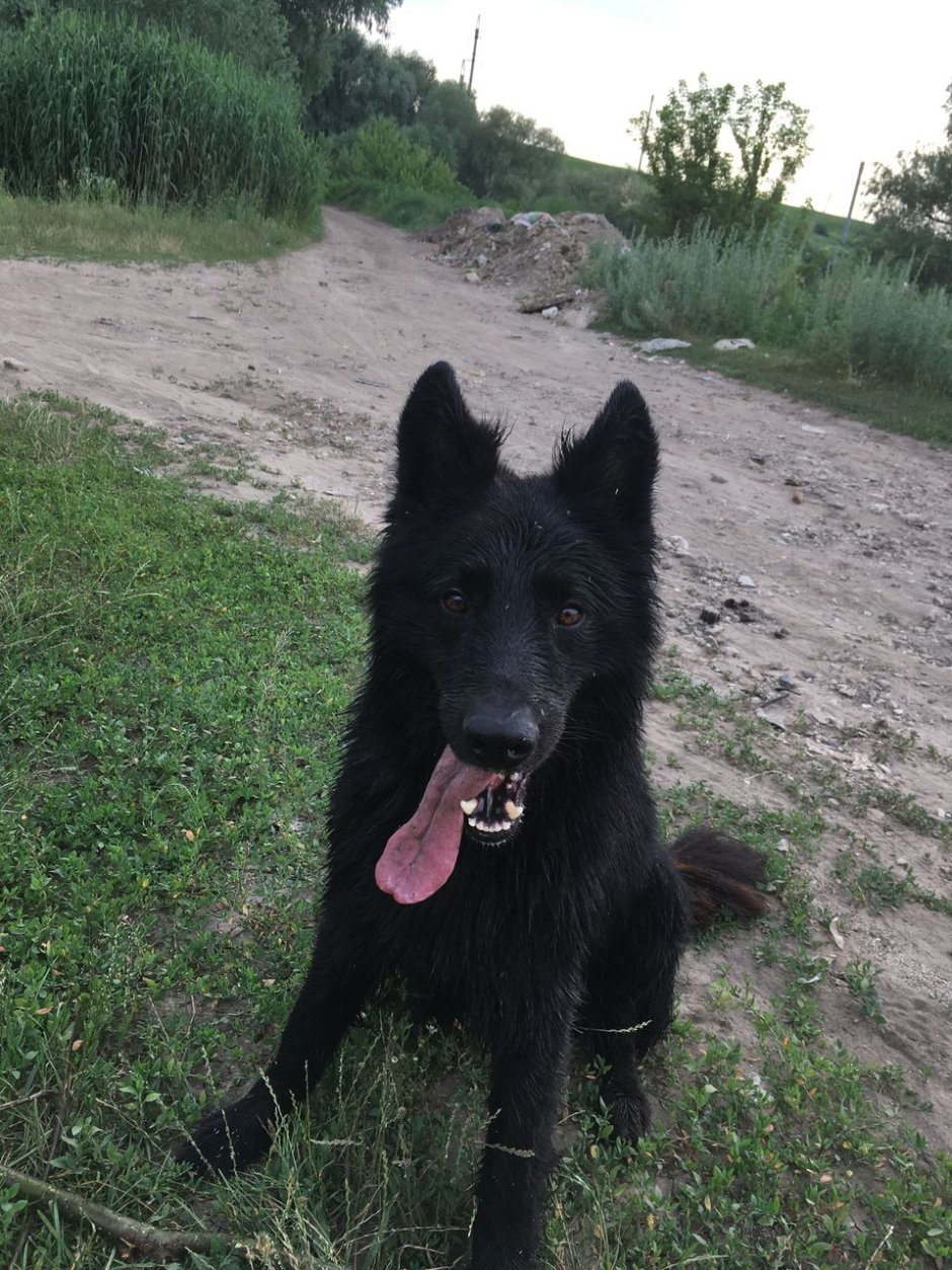 Волкособ гибрид волка