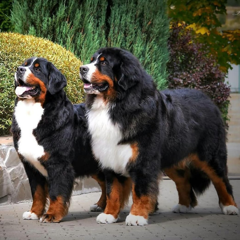 Добрые собаки