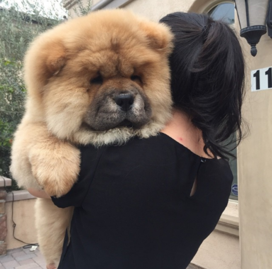 Гулдан модель