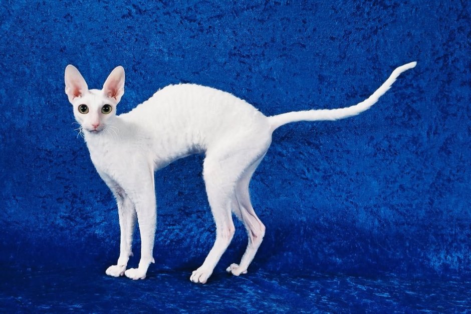 Корниш рекс кошка белая